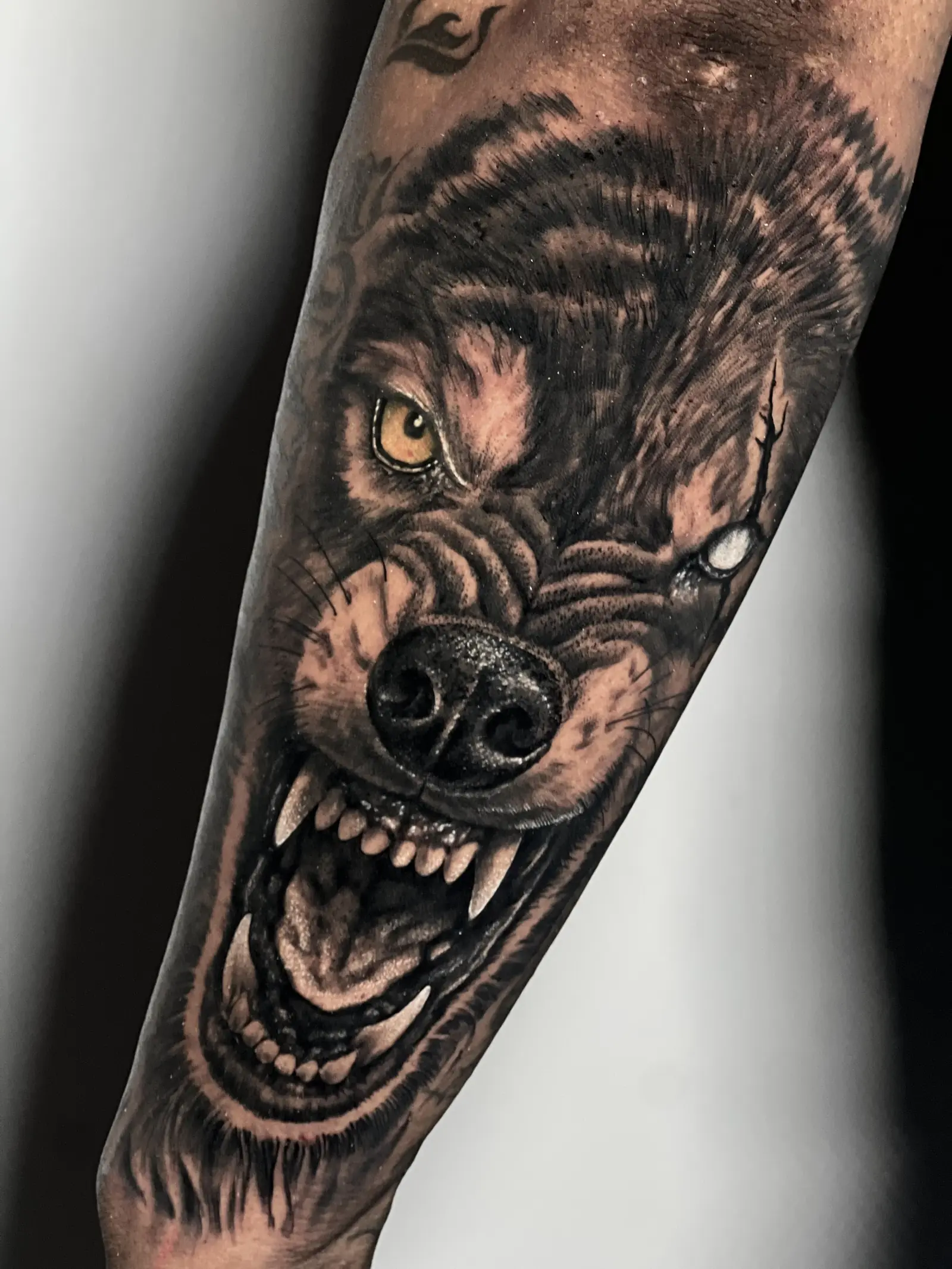 Tatuaje de lobo en blanco y negro, hecho en Cartagena